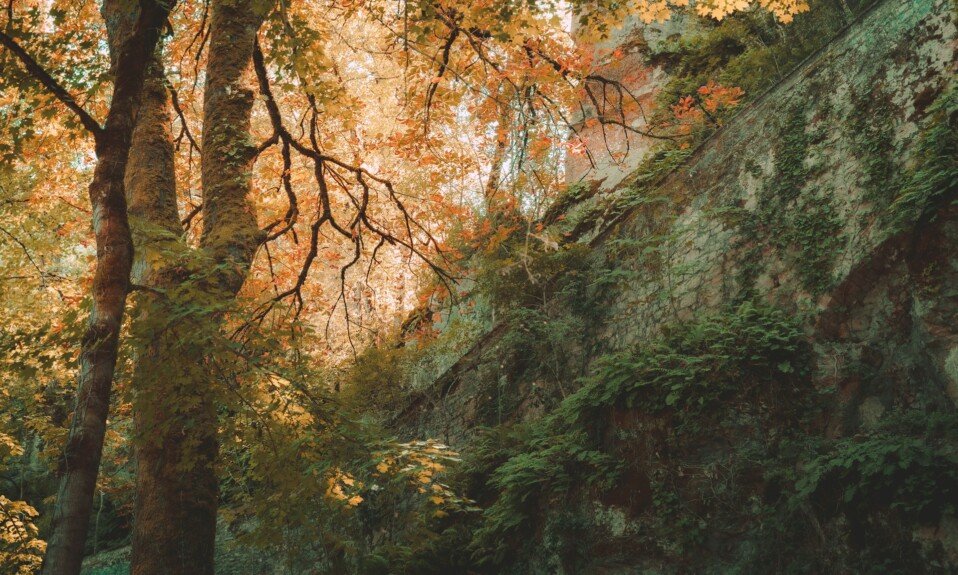 Intelligence Of The Natural